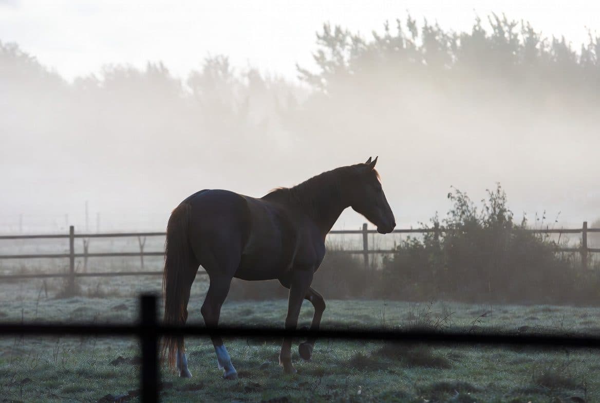 Horse memorial